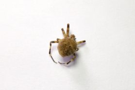 Picture of Neoscona nautica (Brown Sailor Spider) - Dorsal