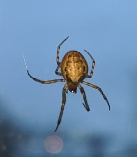 Picture of Zygiella x-notata (Missing Sector Orb-weaver) - Dorsal