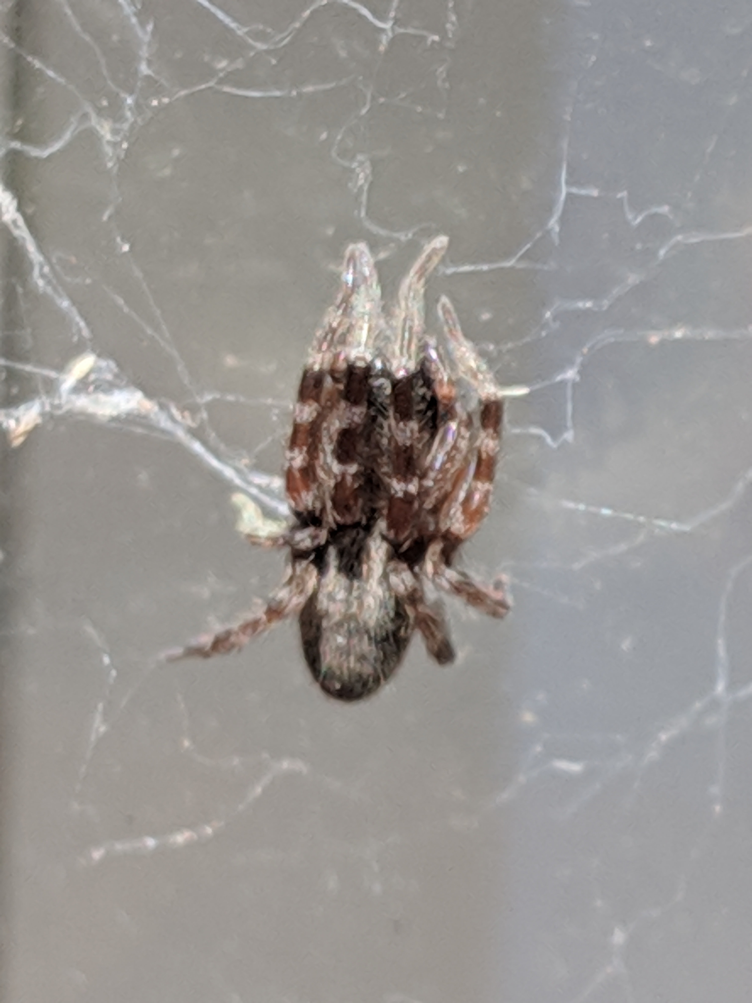 Picture of Badumna - Dorsal,Webs