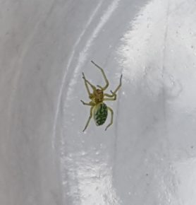 Picture of Nigma walckenaeri (Green-Leaf-Web Spider) - Dorsal