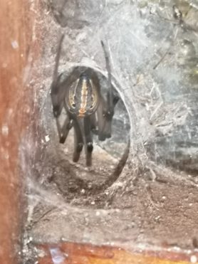 Picture of Latrodectus geometricus (Brown Widow Spider) - Webs,In Retreat