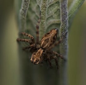 Picture of Oxyopidae (Lynx Spiders) - Dorsal