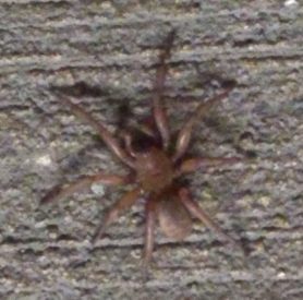 Picture of Myrmekiaphila spp. (Wafer-lid Trapdoor Spiders) - Male - Dorsal