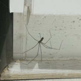 Picture of Pholcidae (Cellar Spiders)