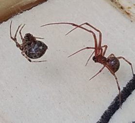 Picture of Parasteatoda tepidariorum (Common House Spider) - Male,Female - Lateral,Ventral