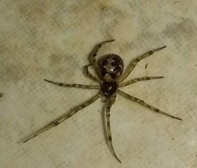 Picture of Steatoda triangulosa (Triangulate Cobweb Spider) - Dorsal
