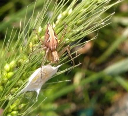 Picture of Oxyopes - Dorsal