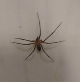 Picture of Loxosceles reclusa (Brown Recluse) - Male