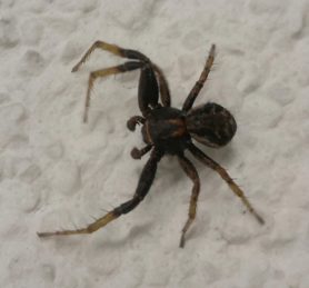 Picture of Xysticus spp. (Ground Crab Spiders) - Male - Dorsal