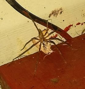 Picture of Pisaurina mira (Nursery Web Spider) - Dorsal,Prey