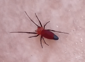 Picture of Leucauge licina (Dominican Spider) - Dorsal