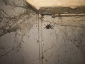 Picture of Steatoda spp. (False Widows) - Lateral,Webs