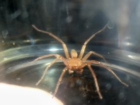 Picture of Zoropsidae (False Wolf Spiders) - Male - Dorsal,Eyes