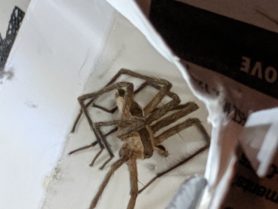 Picture of Pisaurina mira (Nursery Web Spider) - Male - Lateral