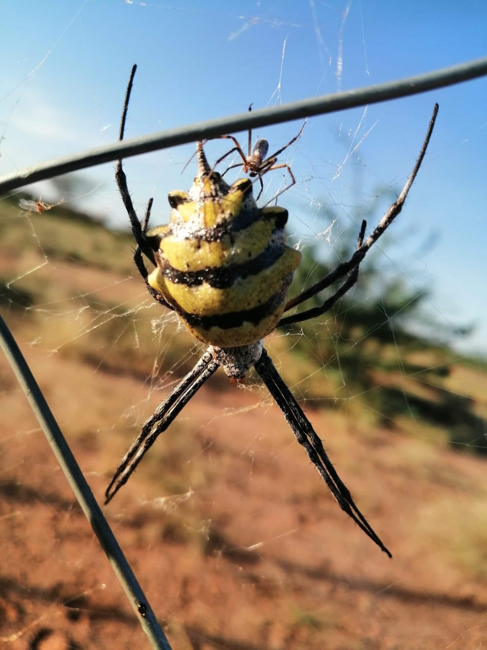 Picture of Argiope australis - Male,Female - Dorsal,Webs