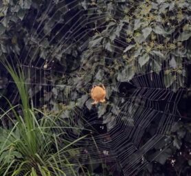 Picture of Araneus spp. (Angulate & Round-shouldered Orb-weavers)
