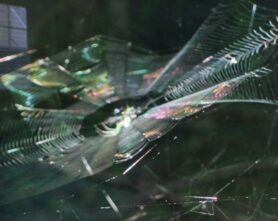 Picture of Leucauge venusta (Orchard Orb-weaver) - Webs