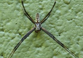 Picture of Argiope aurantia (Black and Yellow Garden Spider) - Male - Dorsal