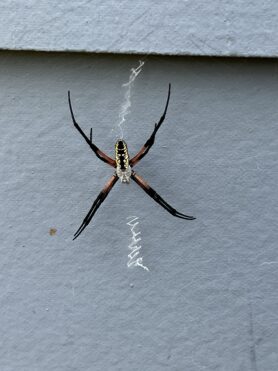 Picture of Argiope aurantia (Black and Yellow Garden Spider)