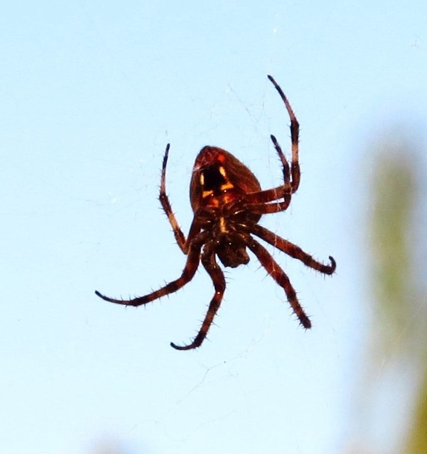 Picture of Neoscona (Spotted Orb-weavers) - Female - Ventral