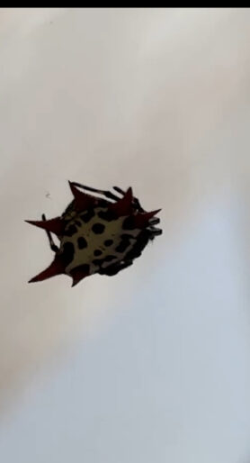 Picture of Gasteracantha cancriformis (Spiny-backed Orb-weaver)