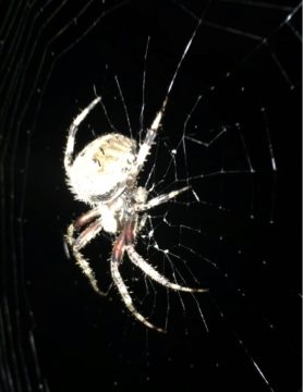 Picture of Neoscona crucifera (Hentz Orb-weaver) - Lateral,Webs