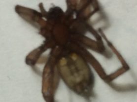 Picture of Gnaphosidae (Stealthy Ground Spiders) - Ventral