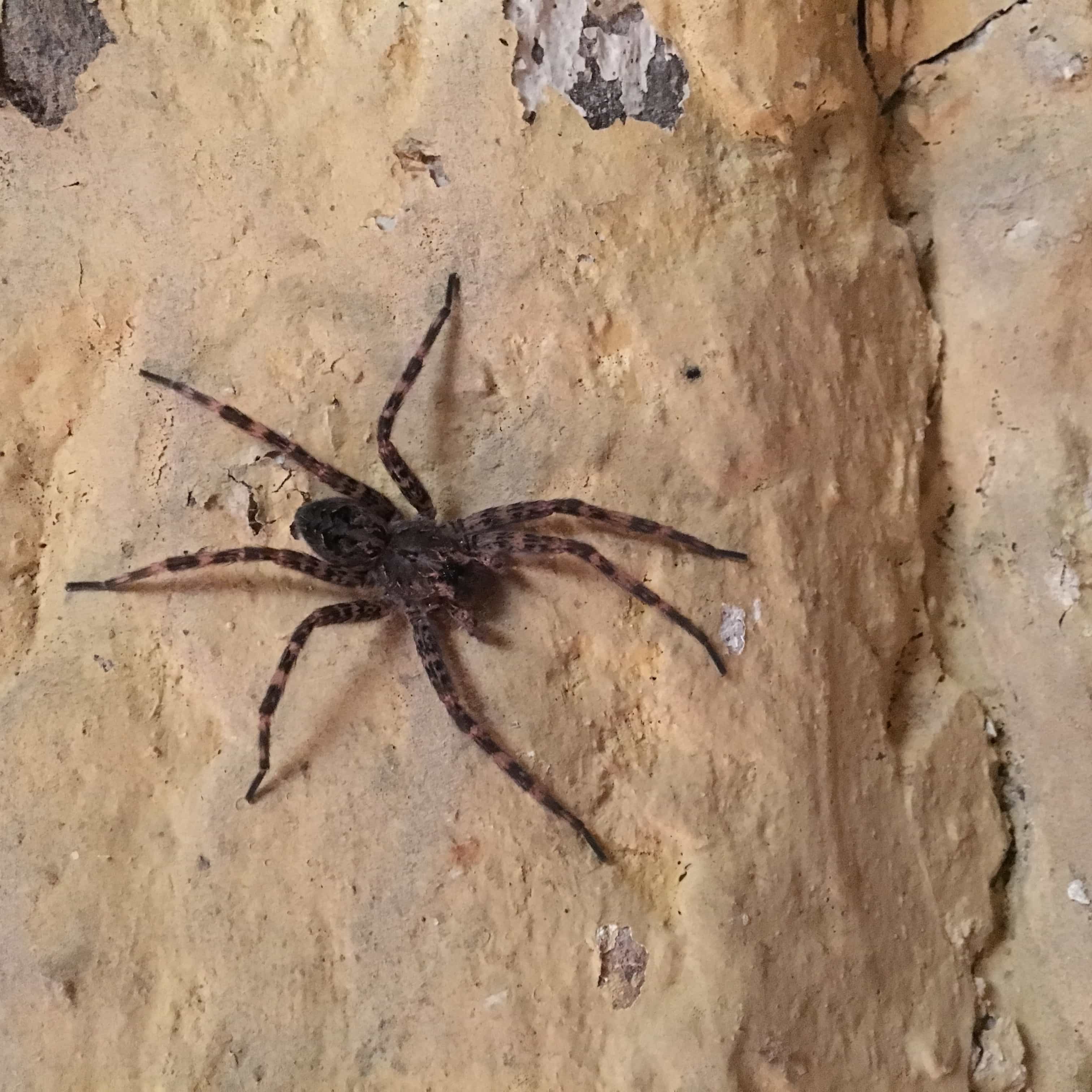 Unidentified spider in Peaks Island, Portland, Maine United States