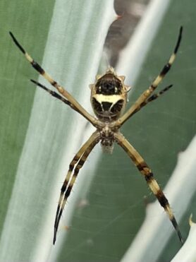 Picture of Argiope argentata (Silver Garden Spider) - Ventral