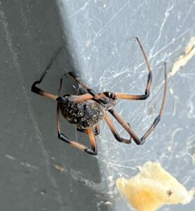 Picture of Latrodectus geometricus (Brown Widow Spider) - Lateral