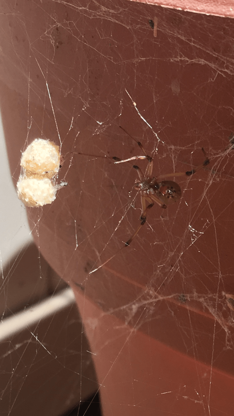 Picture of Latrodectus geometricus (Brown Widow Spider) - Female - Egg sacs,Ventral