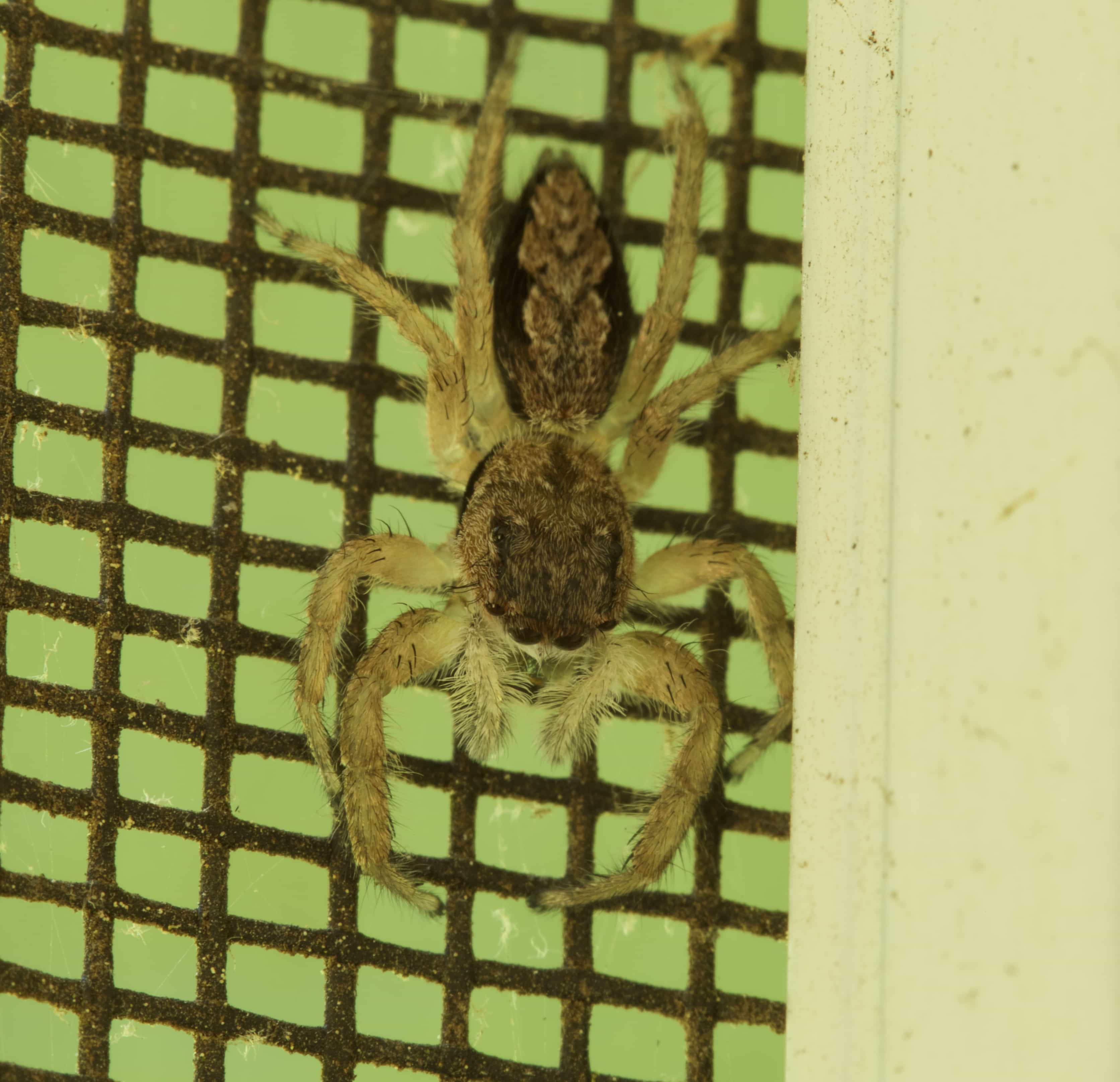 Picture of Platycryptus undatus (Tan Jumping Spider) - Dorsal