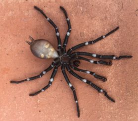 Picture of Bothriocyrtum californicum (California Trapdoor Spider) - Male - Ventral