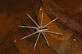 Picture of Nilus albocinctus (Common White-flanked Water Spider) - Dorsal