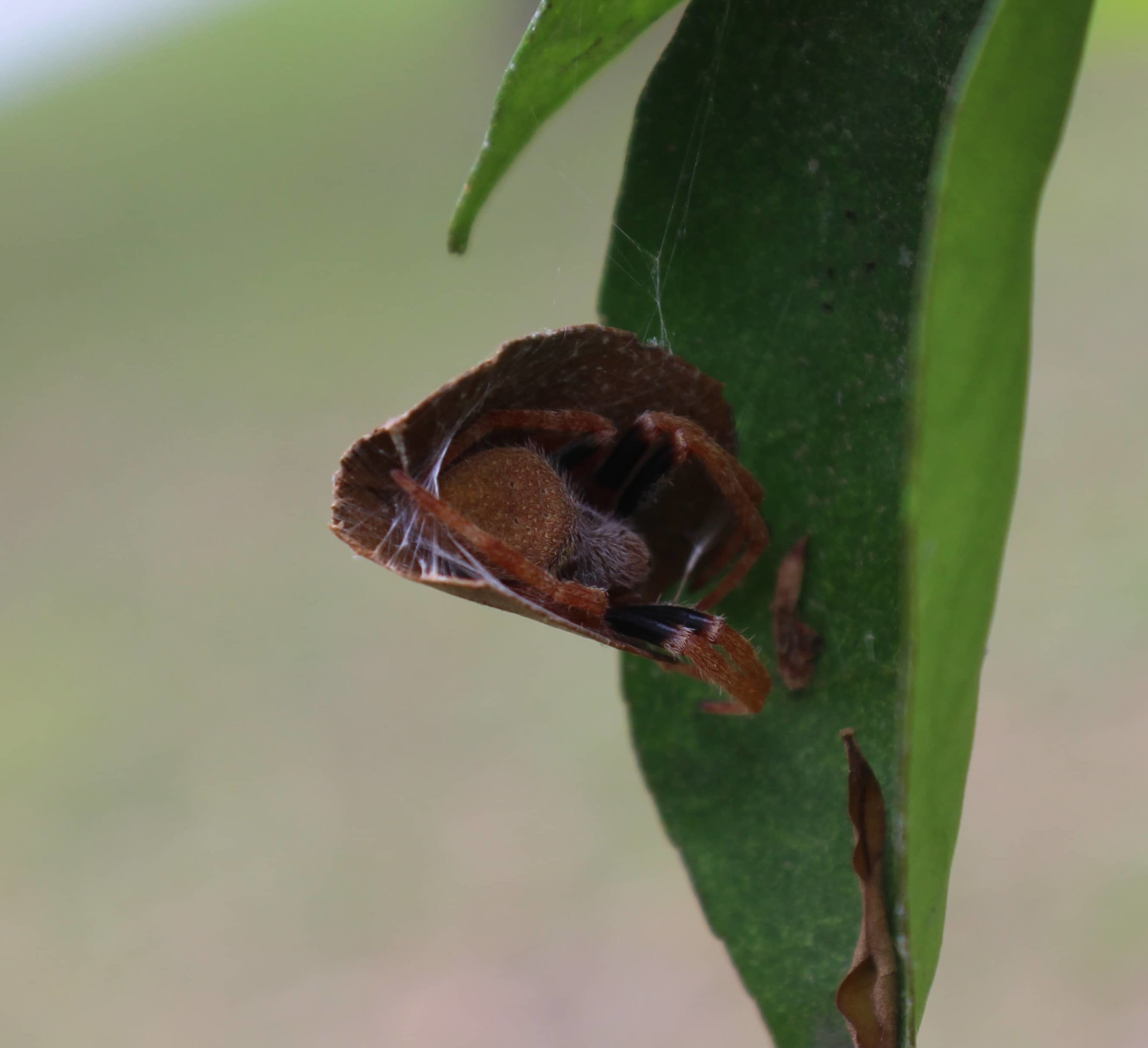 Picture of Eriophora ravilla (Tropical Orb-weaver) - In Retreat