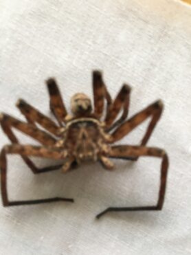 Picture of Heteropoda venatoria (Huntsman Spider) - Male