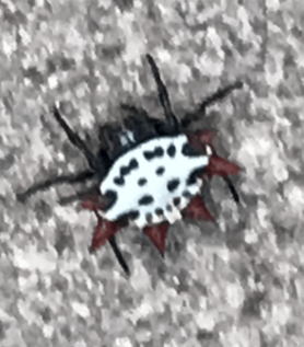 Picture of Gasteracantha cancriformis (Spiny-backed Orb-weaver) - Dorsal