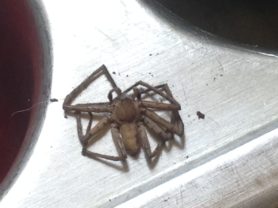 Picture of Heteropoda venatoria (Huntsman Spider) - Male - Dorsal