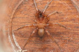 Picture of Myrmekiaphila spp. (Wafer-lid Trapdoor Spiders) - Dorsal