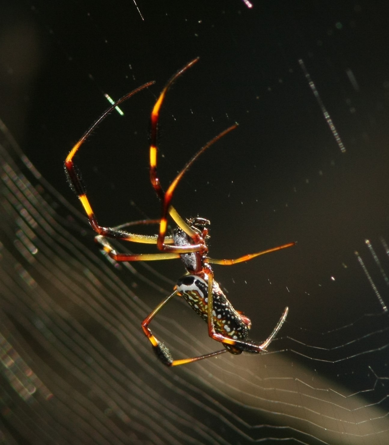 Picture of Trichonephila clavipes (Golden Silk Orb-weaver) - Lateral,Webs