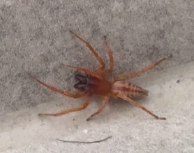 Picture of Clubiona spp. (Leaf-curling Sac Spiders) - Dorsal