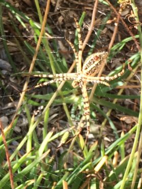 Picture of Argiope spp. (Garden Orb-weavers) - Female - Ventral,Webs