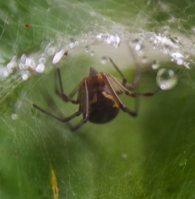 Picture of Latrodectus geometricus (Brown Widow Spider) - Eyes