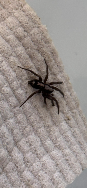 Picture of Herpyllus ecclesiasticus (Eastern Parson Spider)