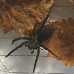 Featured spider picture of Sosippus mimus