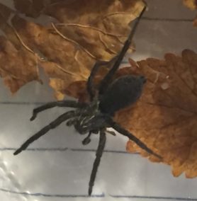 Featured spider picture