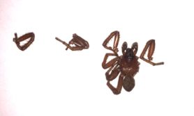 Picture of Myrmekiaphila spp. (Wafer-lid Trapdoor Spiders) - Male - Dorsal
