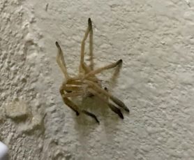 Picture of Olios giganteus (Giant Crab Spider)