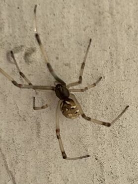 Picture of Latrodectus geometricus (Brown Widow Spider)