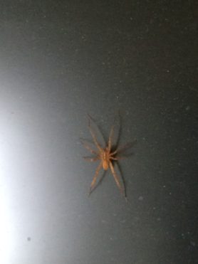 Picture of Anahita punctulata (Southeastern Wandering Spider) - Dorsal